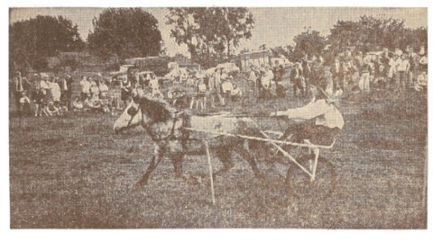 Course de poneys. Course de poneys.